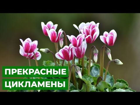 Видео: ЭЛЕГАНТНЫЕ КАК БАБОЧКИ | уход за цикламеном