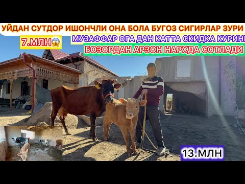 Видео: УЙДАН ЯНА СУТДОР ИШОНЧЛИ ОНА БОЛА БУГОЗ СИГИРЛАР ЗУРИ СОТЛАДИ АРЗОН НАРХДА 1-ноябь 2025 г.