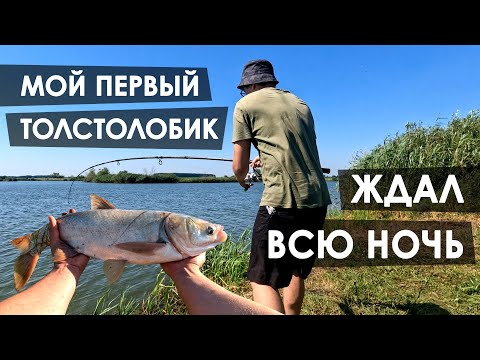 Видео: На рыбалку в ночь. На толстолобика.