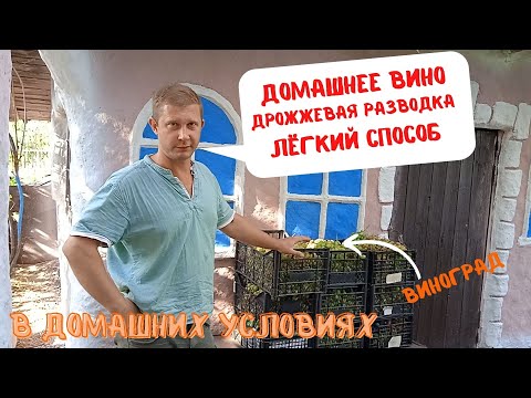 Видео: Домашнее вино на диких дрожжах | Дрожжевая разводка (закваска) | В домашних условиях