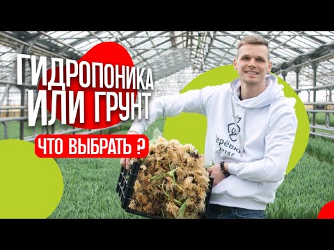 Видео: Тюльпаны в теплице. Выращиваем на 8 марту. Гидропоника или грунт - что выбрать?