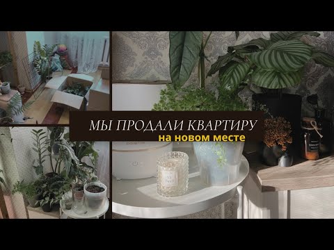 Видео: Продали квартиру/ Обживаемся на новом месте с растениями