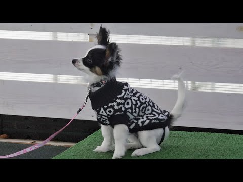 Видео: Супер энерджи: терьеры