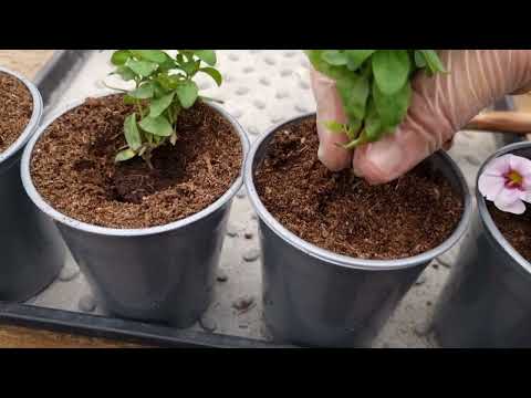 Видео: Так будет полученный укор черенка калибрахоа мощно развиваться и быстро нарастут кустики.