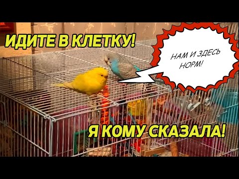 Видео: КАК ЗАМАНИТЬ ПОПУГАЯ ОБРАТНО В КЛЕТКУ | ПЕРВЫЕ ШАГИ ПРИРУЧЕНИЯ ПОПУГАЯ