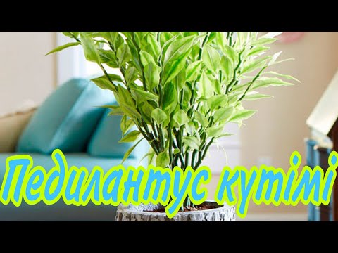 Видео: Педилантус күтімі.  Келіншек гүл. Гүлдер әдемі. Үй гүлдерінің күтімі.