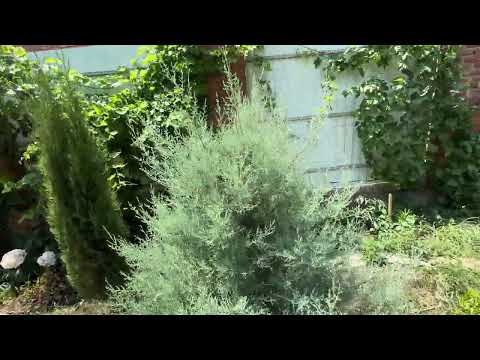 Видео: Кипарисы. Ответы на вопросы подписчиков. Выращивание, размножение, провокация морозами