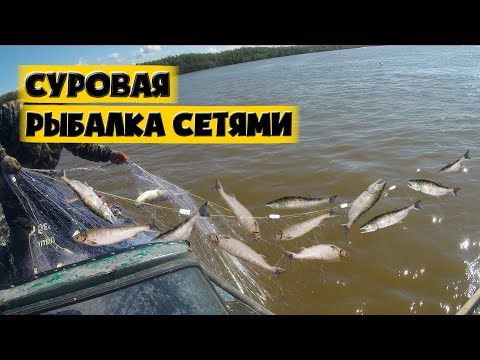 Видео: Суровая рыбалка сетями. Рыбалка на Амуре. Промысловый лов.