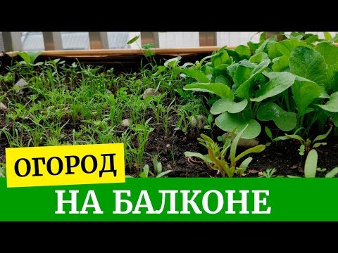 Видео: 🌱Выращиваем овощи на балконе! Томаты, редис, кабачки, петрушка, укроп, морковка и многое другое🌱