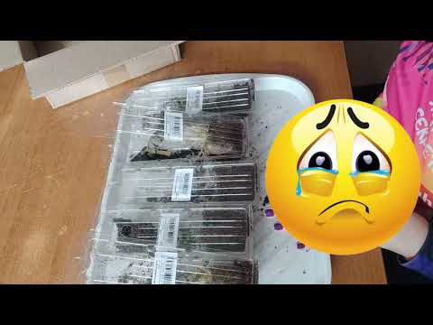 Видео: Посылки с вегетативными черенками из Русского огорода. Сезон 2024г.