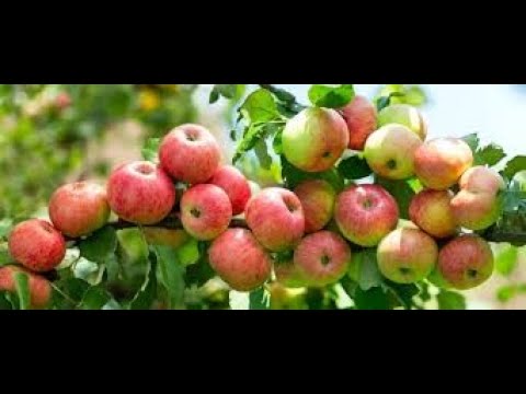 Видео: Яблочный сок. Маринкины творинки. Всем МИРА и Добра!