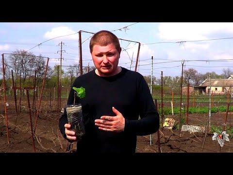 Видео: ОШИБКИ при ВЫРАЩИВАНИИ Вегетирующих САЖЕНЦЕВ Винограда!