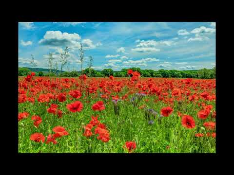 Видео: Adaline AI - На Крыльях Любви (AI COVER 2025)