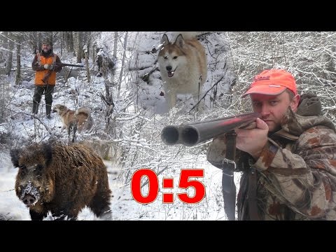 Видео: Загонная охота. Кабан. 4 декабря 2016г.