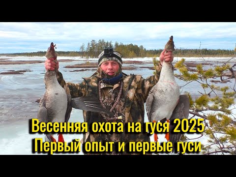 Видео: Охота на гуся весной 2025. Первый опыт и первые гуси. Живем неделю на болоте. Охота в Коми.