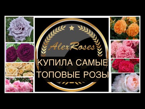 Видео: Питомник Роз АЛЕКСАНДРА | Обзор ПОСЫЛКИ | Самые лучшие РОЗЫ
