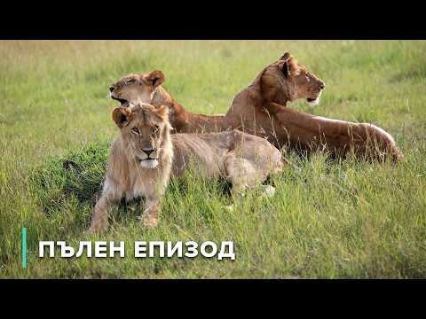 Видео: Лъвове, хиени и битката за Лиува | Пазители на дивата природа 104