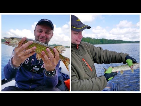 Видео: Хороший клев Щуки на реке. Ловля Щуки на счёт. Кто поймает больше? Красноперка на воблер.