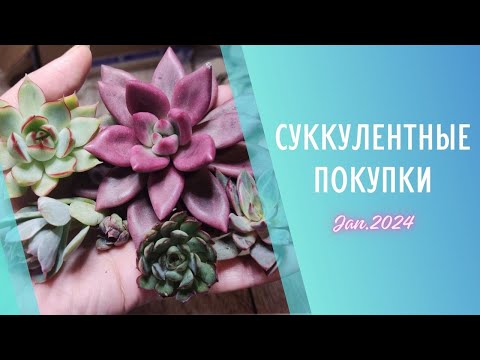 Видео: Распаковка корейских суккулентов 🌱 Январь 2024