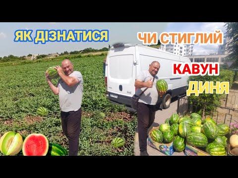 Видео: Як Дізнатися стиглий кавун і диня!? На ринку і полі.