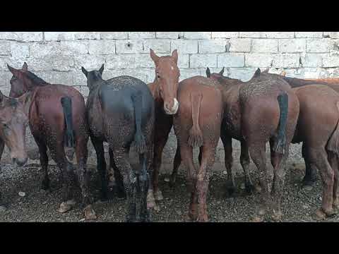 Видео: 6 ноября 2025 г.срочно асп бозори ленский раён шахри Душанбе бинен чи гап шуд
