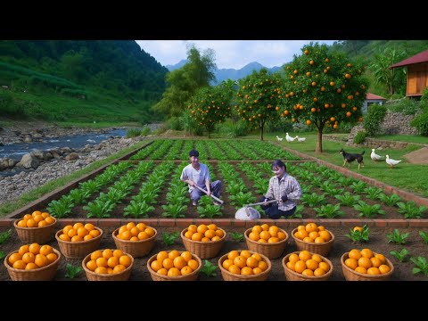 Видео: Деревня выживания вдали от цивилизацииКаменное строительство фермы, сбор апельсинов и жизнь уток