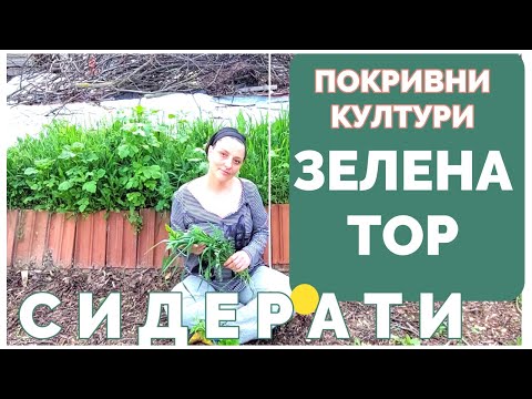 Видео: Сидерати в хоби градините, защо се наричат зелена тор, как се изполват. Покривни култури по лехите.