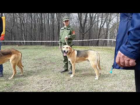 Видео: 24.04.21 Саратовская Окружная выставка гончих. РГ выжлецы ср.гр. Описание.