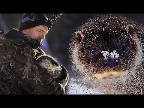 Видео: Знаменитый ВЫДРЁНОК ТИМ - знакомство | Film Studio Aves