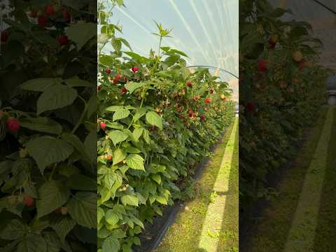 Видео: Результат в конце ролика #raspberry #растения #малина