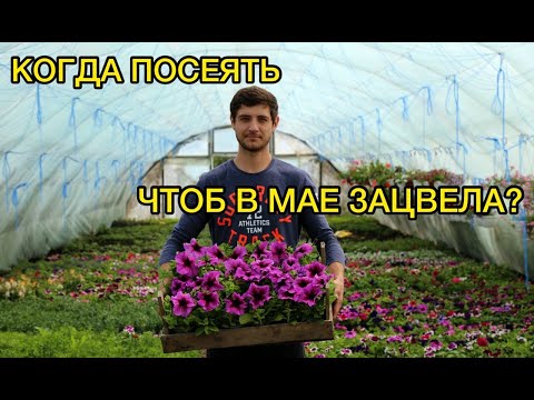 Видео: Петуния. Правильные сроки посева семян.