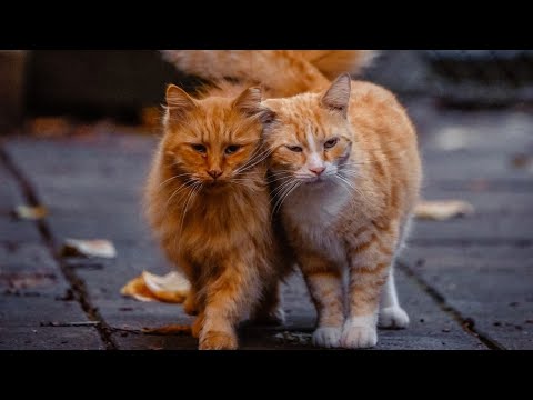 Видео: БЛИЗНАЦИ 💫 - СЪОБЩЕНИЯ ЗА ВАС 