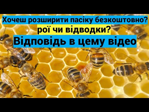 Видео: Розширення пасіки! Рій чи відводок! Розмноження пасіки безкоштовно і ефективно!
