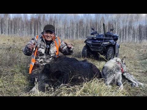 Видео: Кабан подрал собак, но был добыт. Лоси оказались умнее.