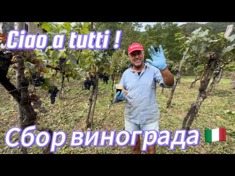 Видео: Сбор винограда в Италии. Как итальянцы делают вино. Работаю за выпивку и еду.