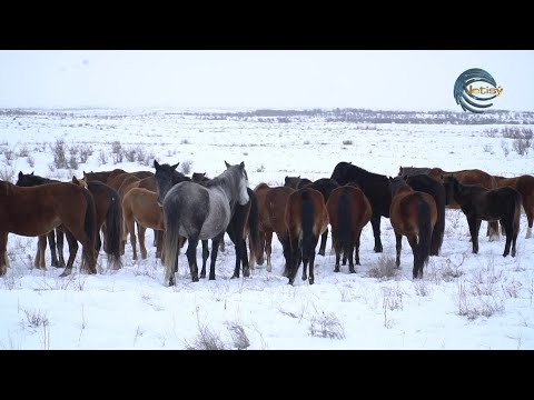 Видео: ЖЫЛҚЫ ШАРУАШЫЛЫҒЫНА БЕТ БҰРҒАН БІРЛЕСТІК / ЕЛ мен ЖЕР / 19.01.2024