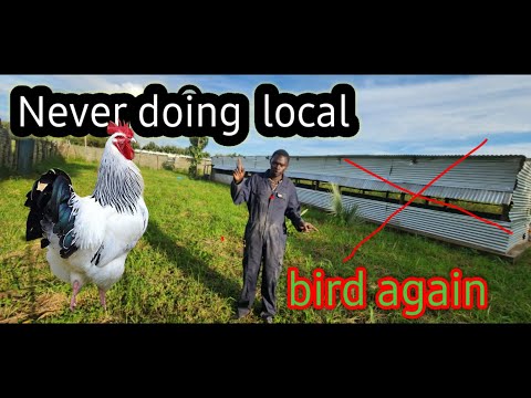Видео: Я НИКОГДА БОЛЬШЕ НЕ БУДУ ДЕРЖАТЬ МЕСТНЫХ ПТИЦ, ВОТ ПОЧЕМУ