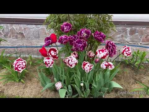 Видео: Тюльпаны. Ожидание и реальность.