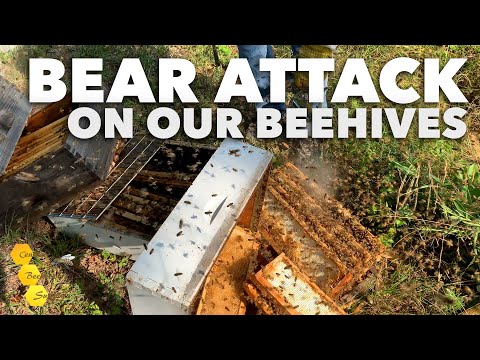 Видео: Последствия нападения медведя на наши ульи [Выживут ли пчелы?]