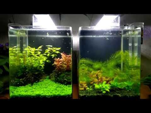 Видео: #Водоросли Ксенококус, сине-зелёные, GDA.