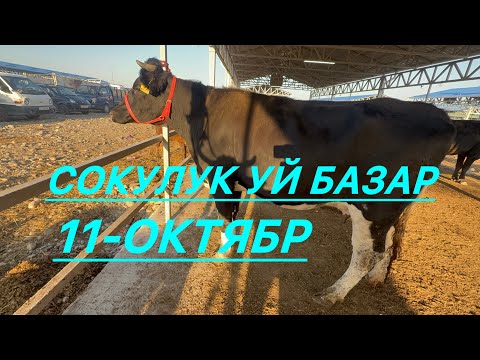 Видео: Уй базар сокулук мал базары 11-октябр 