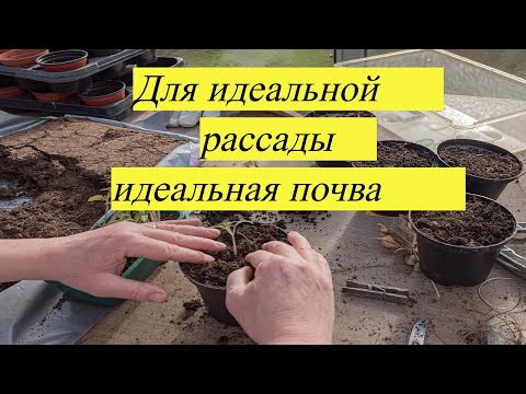 Видео: 🔥Избегайте ошибок: Лучшая земля для успешной  рассады №402/24