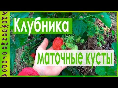 Видео: МАТОЧНЫЕ КУСТЫ КЛУБНИКИ!