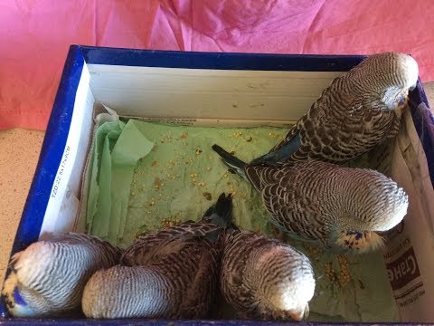 Видео: Птенцы Выставочных волнистых попугаев подросли. Chicks Exhibition budgies have grown up