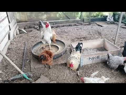 Видео: Вот кто выклёвывает перья 🐓