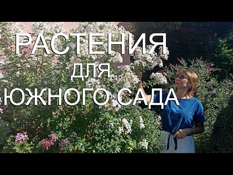 Видео: Дача на Юге - Растения для Южного сада