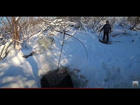 Видео: Караси гиганты, на паук, подъёмник в загоревшей реке.