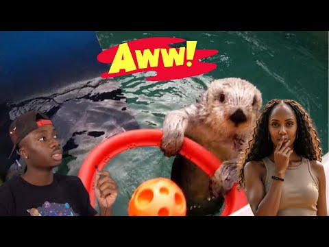 Видео: БЕЗУМНЫЕ вещи, которые животные делают ради развлечения | BRITTREACTS ДЛЯ CASUAL GEOGRAPHIC