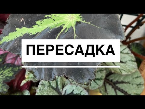 Видео: 10 сентября 2025 г. Пересадка часть 2