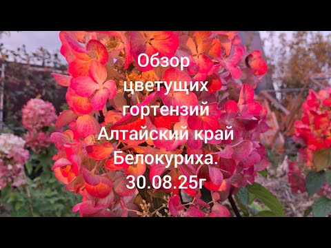 Видео: Обзор цветуших гортензий на Алтае. 30.08.25.